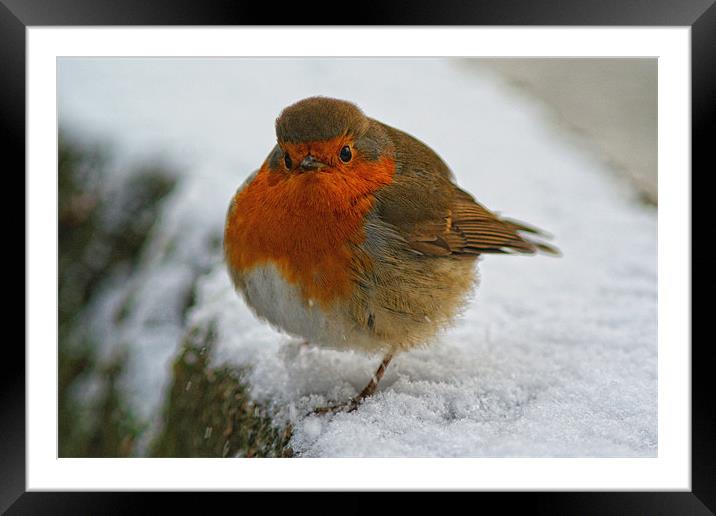 Cheeky Puffy Robin Framed Mounted Print by Dave Windsor