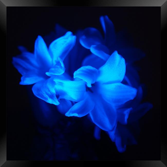 Blue Flowers Framed Print by Dave Windsor