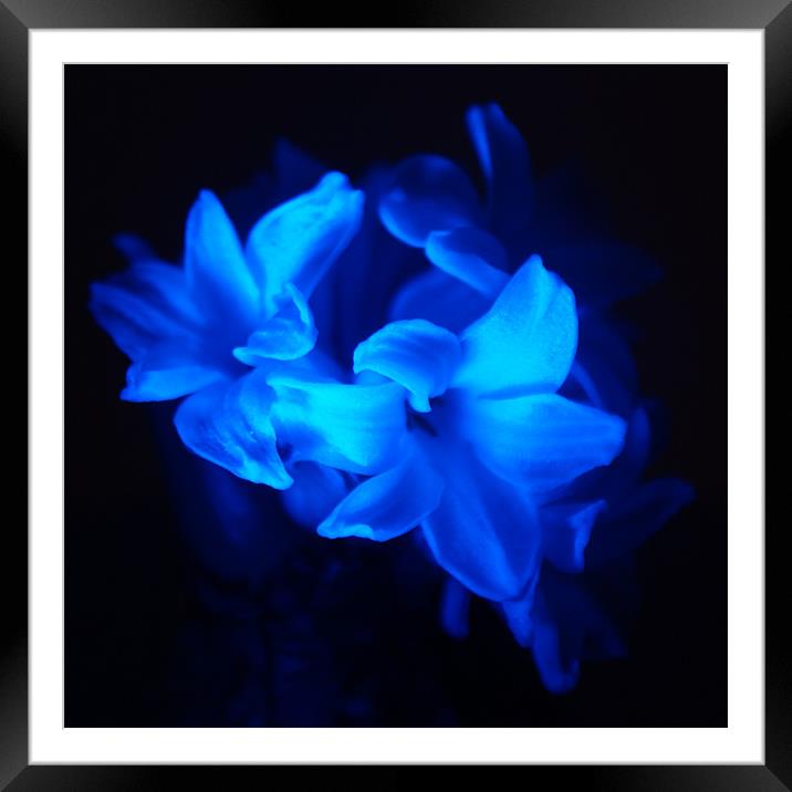 Blue Flowers Framed Mounted Print by Dave Windsor