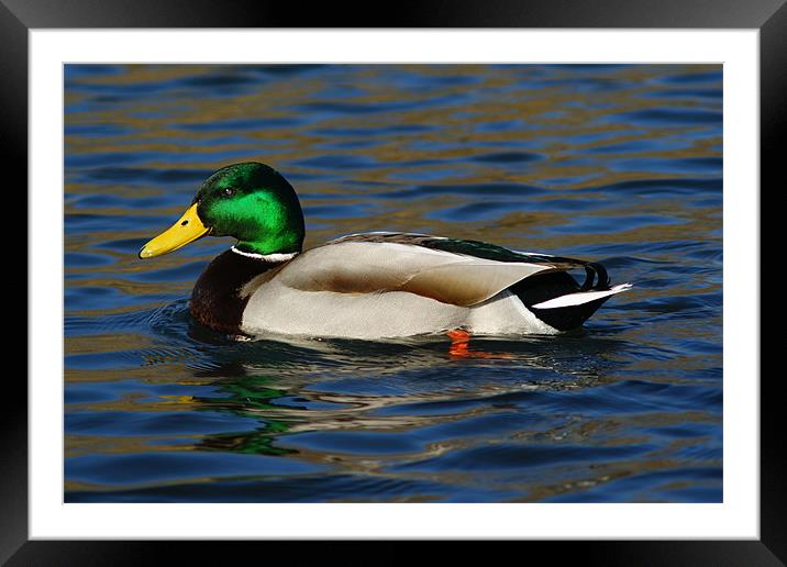 Mallard Duck Side View Framed Mounted Print by Dave Windsor