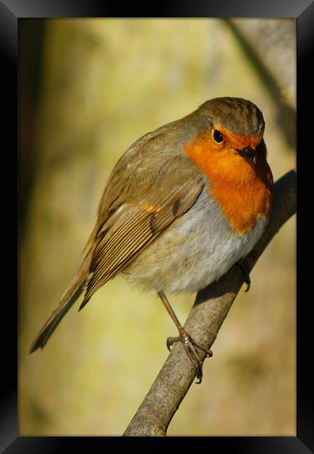 Robin Watching Framed Print by Dave Windsor