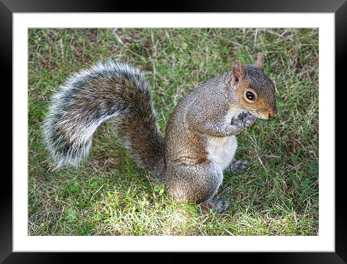 Squirrel Eating Framed Mounted Print by Dave Windsor