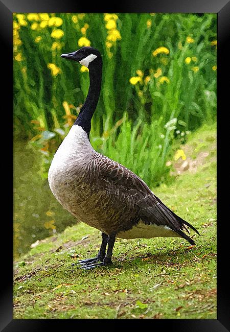 Canadian Goose Painting Framed Print by Dave Windsor