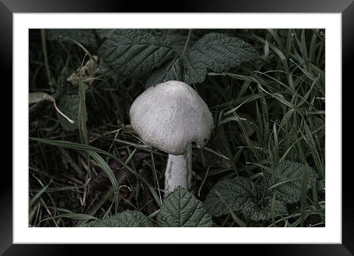 Old Wild Mushroom Framed Mounted Print by Dave Windsor
