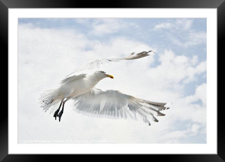 Seagull Framed Mounted Print by Radovan Chrenko
