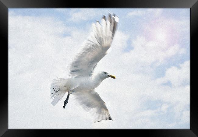 Seagull Framed Print by Radovan Chrenko