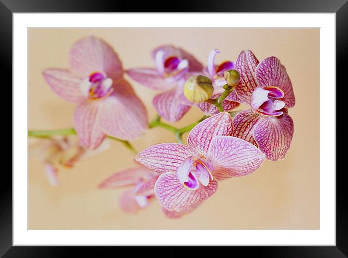 Orchid Framed Mounted Print by Radovan Chrenko