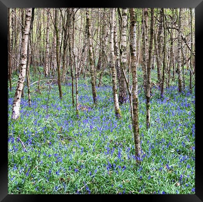 Bluebells in the woods, East Sussex Framed Print by Nicolas Duperrier