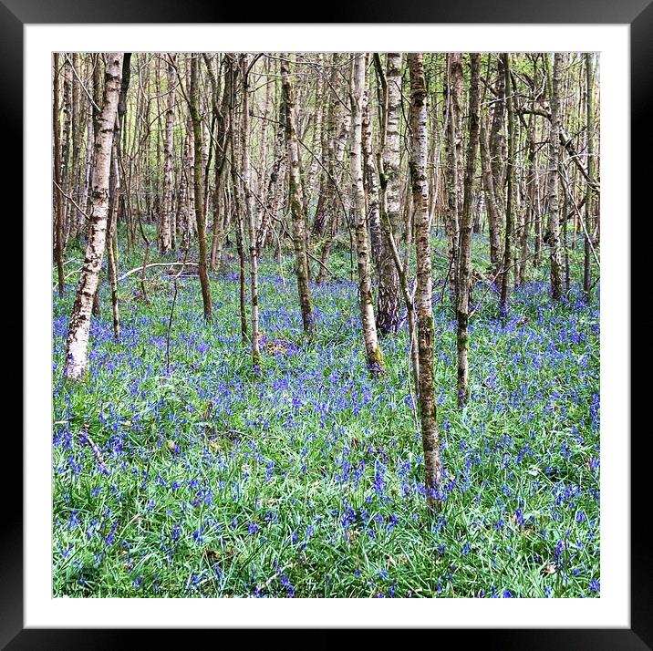 Bluebells in the woods, East Sussex Framed Mounted Print by Nicolas Duperrier