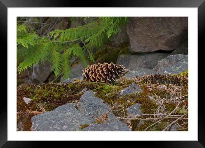 Pine Cone Framed Mounted Print by Amy Rogers