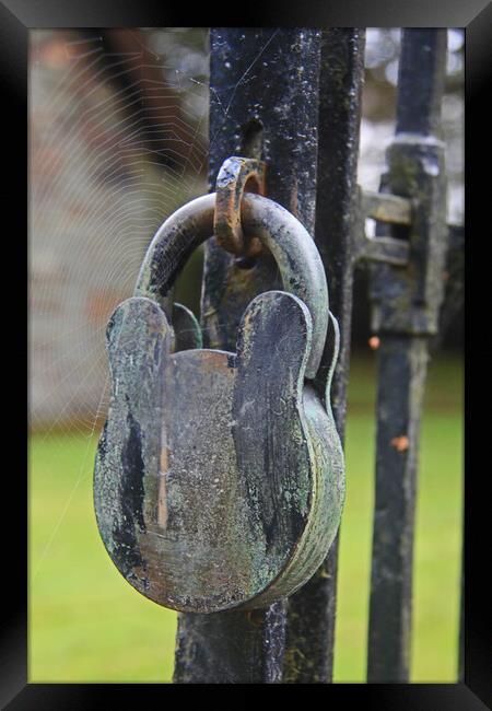 Lock and a Spider Web Framed Print by Amy Rogers