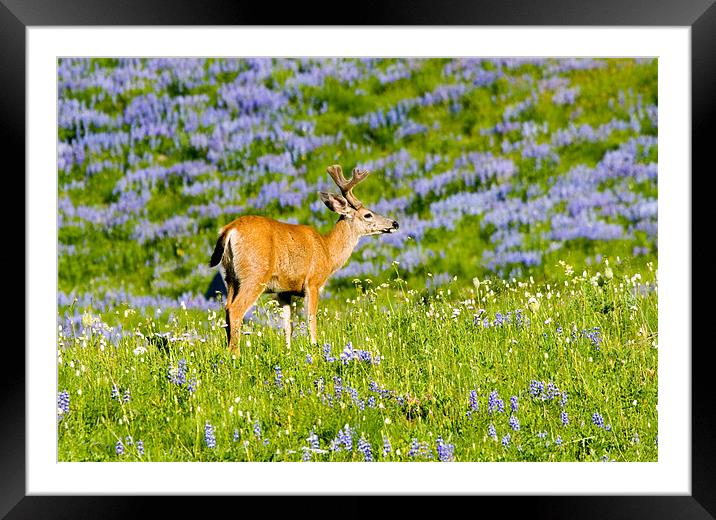 Velvet Buck  Framed Mounted Print by Mike Dawson