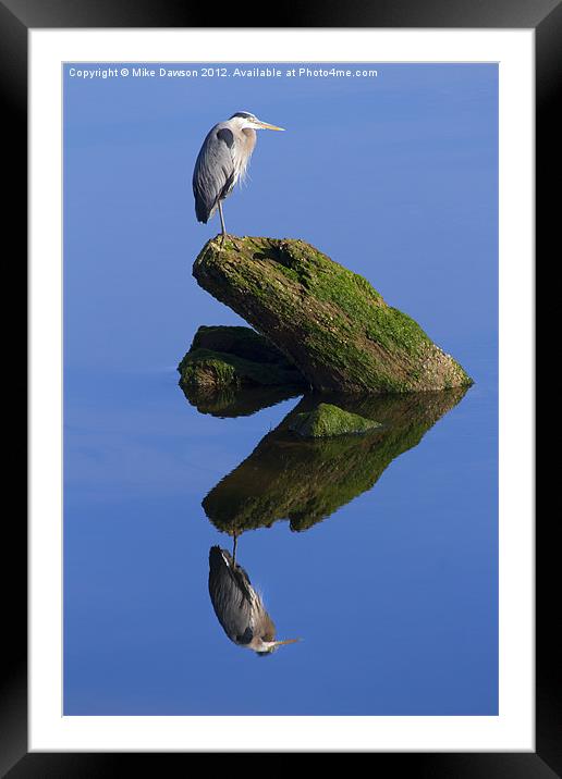 Great Blue Reflection Framed Mounted Print by Mike Dawson