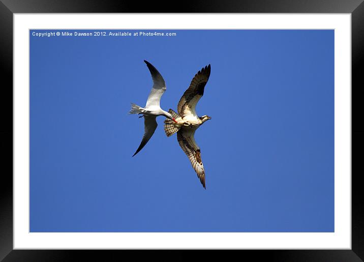 Mid-Air Attack Framed Mounted Print by Mike Dawson