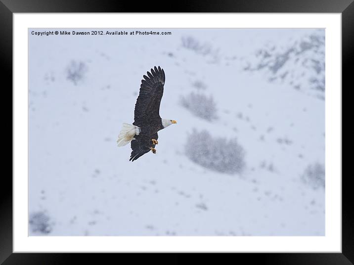 Winter Flight Framed Mounted Print by Mike Dawson