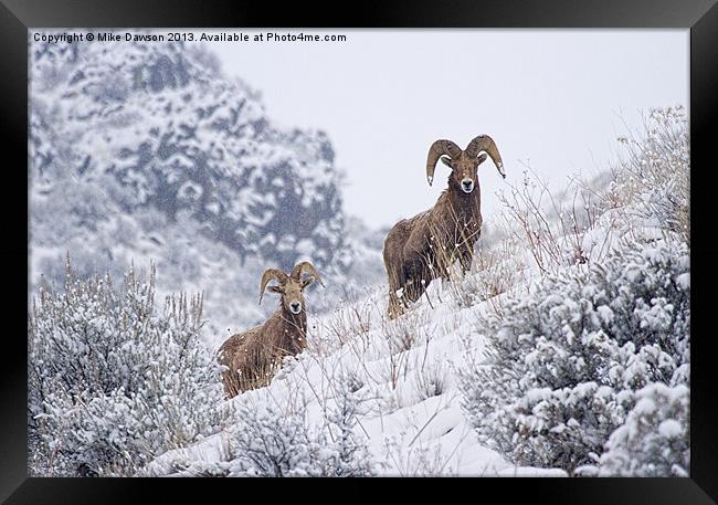 Pair of Winter Rams Framed Print by Mike Dawson