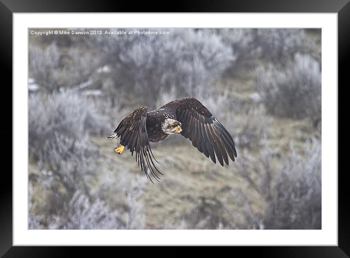 Flying Low Framed Mounted Print by Mike Dawson
