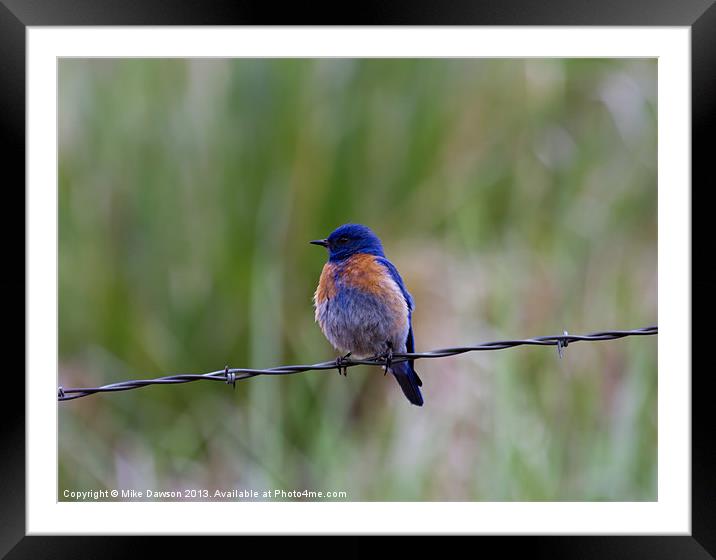 Bluebird on a Wire Framed Mounted Print by Mike Dawson