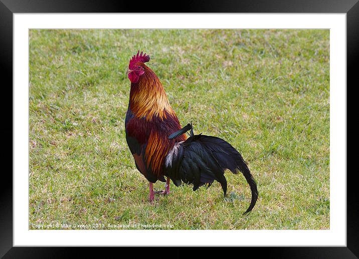 Feral Rooster Framed Mounted Print by Mike Dawson