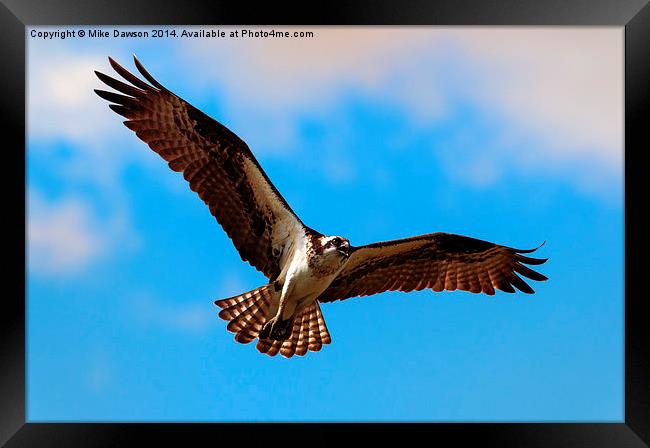 Spread Your Wings Framed Print by Mike Dawson