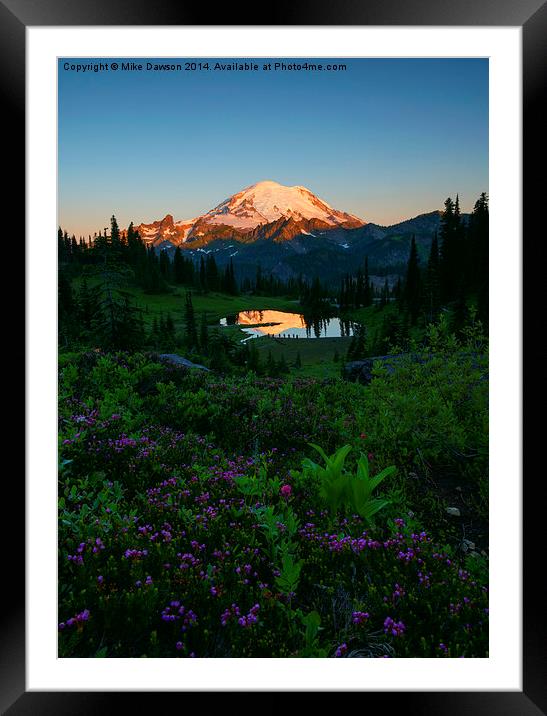 Mountain Heather Morning Framed Mounted Print by Mike Dawson
