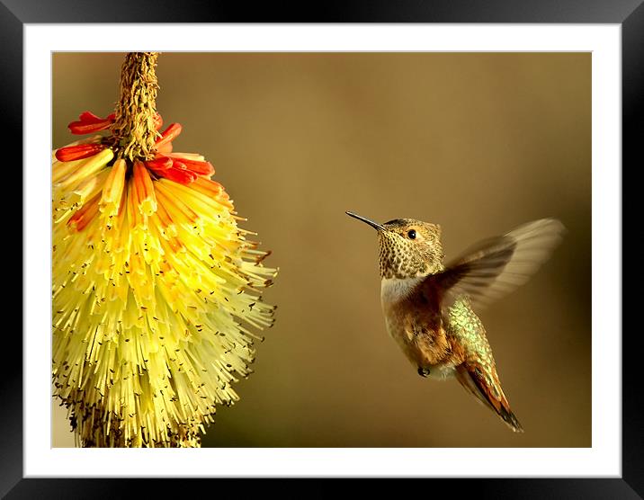 Flight of the Hummer!  Framed Mounted Print by Mike Dawson