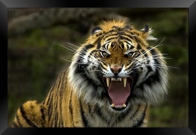 Eyes of the Tiger! Framed Print by Mike Dawson