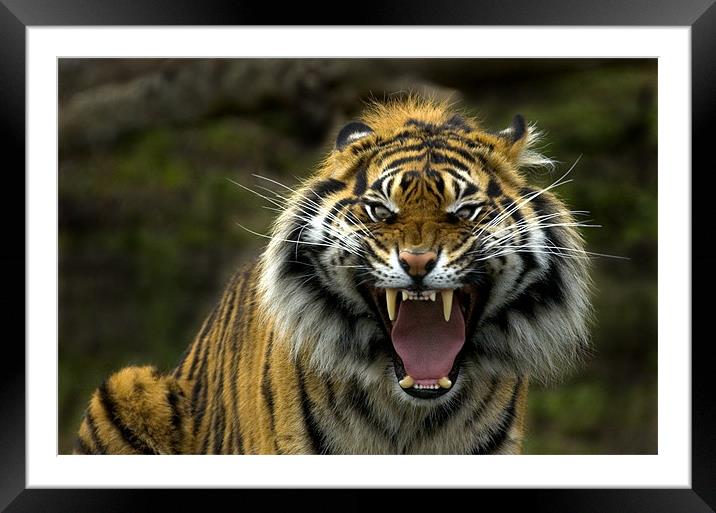 Eyes of the Tiger! Framed Mounted Print by Mike Dawson