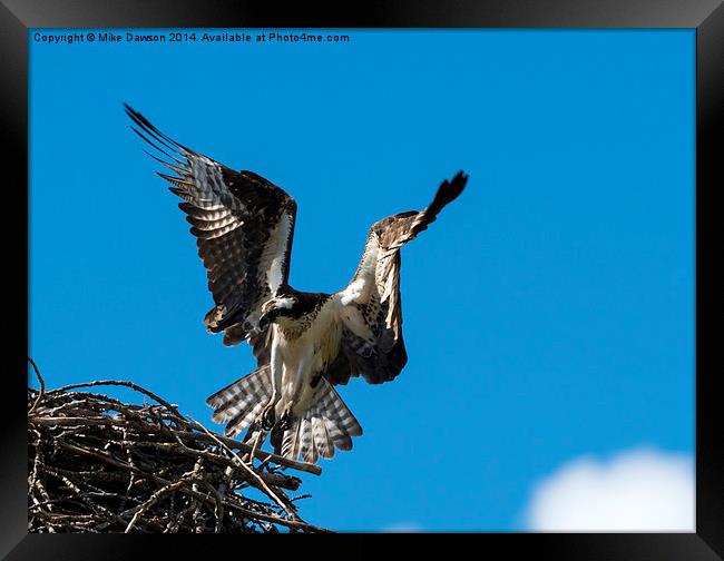 Returning to the Nest Framed Print by Mike Dawson