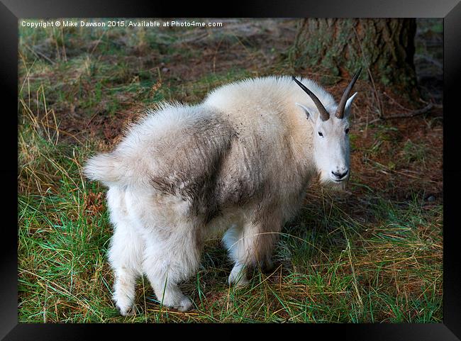 Grazing Mountain Goat Framed Print by Mike Dawson