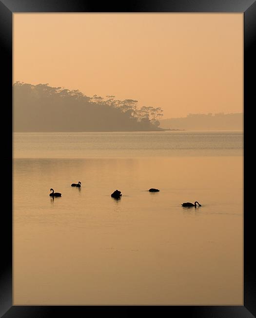 Black Swan Sunrise Framed Print by Mike Dawson