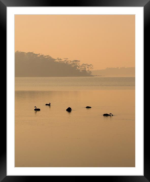 Black Swan Sunrise Framed Mounted Print by Mike Dawson