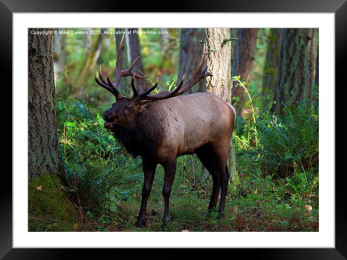 Roosevelt Elk Bugling Framed Mounted Print by Mike Dawson