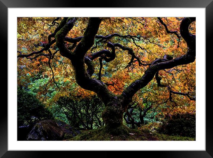 Autumn's Canopy Framed Mounted Print by Mike Dawson