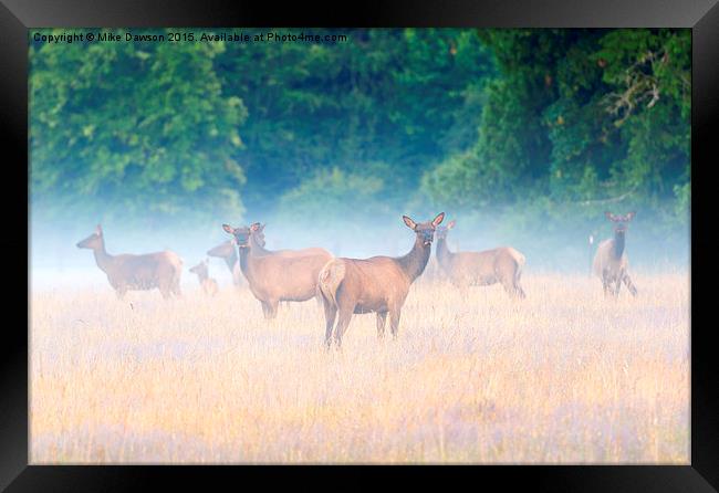 Concealed by the Fog Framed Print by Mike Dawson