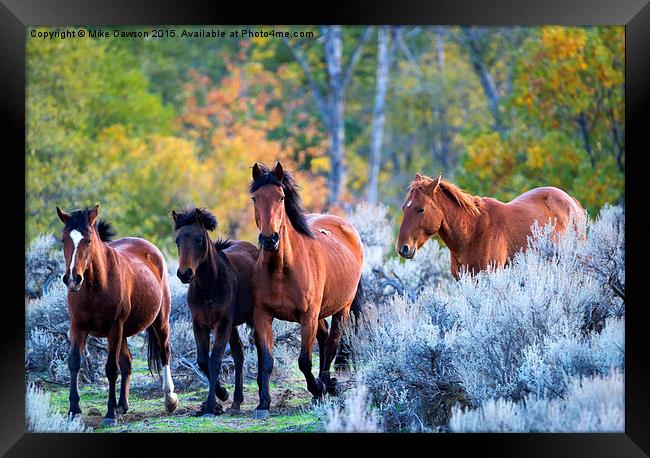 Wild Mustang Autumn Framed Print by Mike Dawson