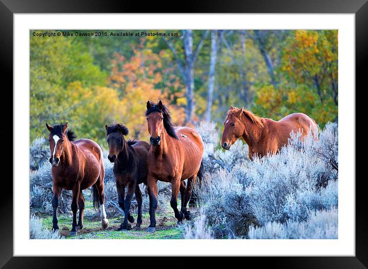 Wild Mustang Autumn Framed Mounted Print by Mike Dawson