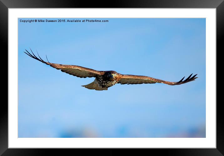 Red -Tail Stare Framed Mounted Print by Mike Dawson