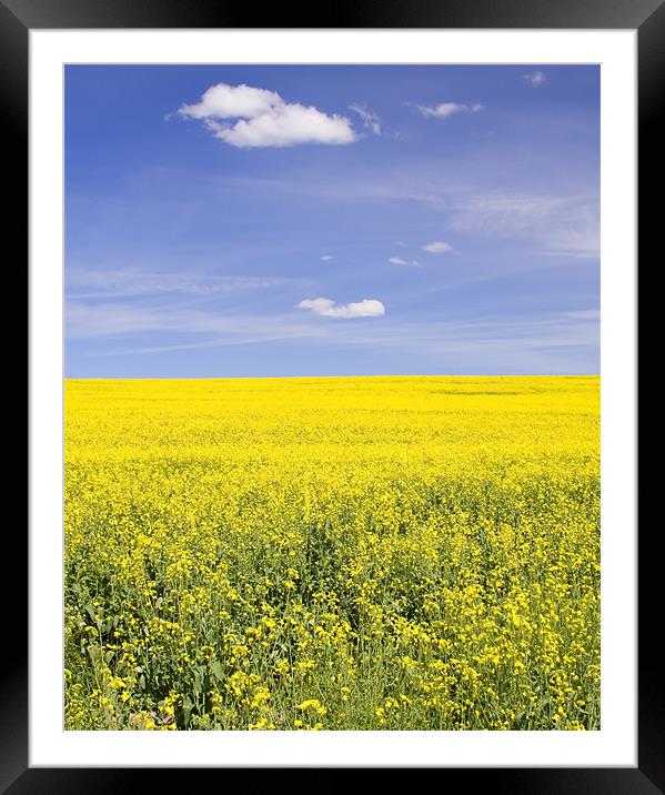 Yellow Framed Mounted Print by Mike Dawson