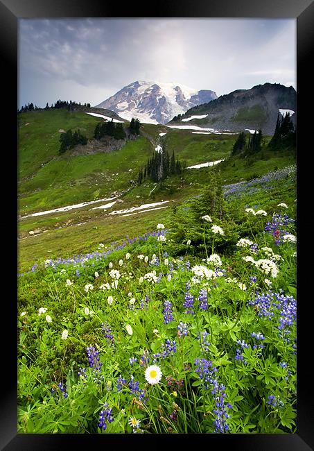 Lupine Storm Framed Print by Mike Dawson