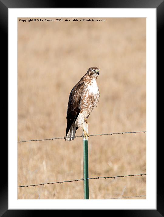 Red Tail Stare Framed Mounted Print by Mike Dawson