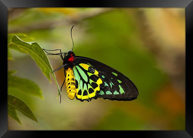 Emerald Beauty Framed Print by Mike Dawson