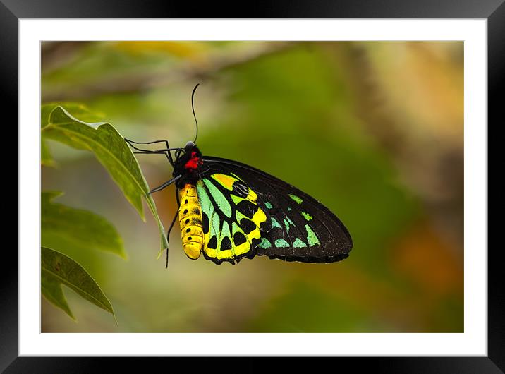 Emerald Beauty Framed Mounted Print by Mike Dawson