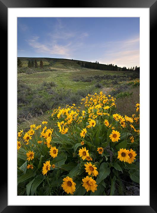 Balsamroot Sunset Framed Mounted Print by Mike Dawson