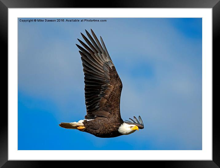Majestic Glide Framed Mounted Print by Mike Dawson