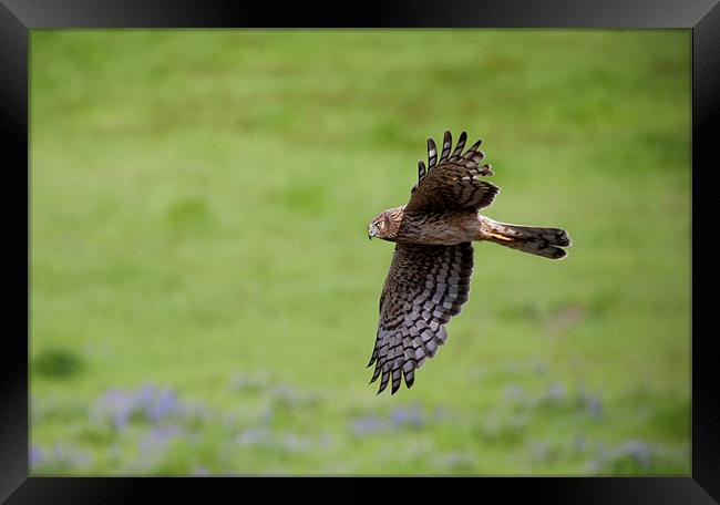 Northern Harrier Fly by Framed Print by Mike Dawson