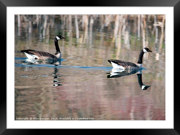 On Golden Pond Framed Mounted Print by Mike Dawson