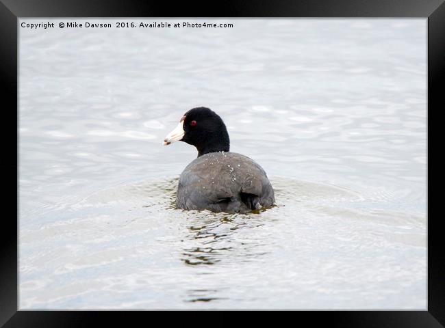 Coot Framed Print by Mike Dawson