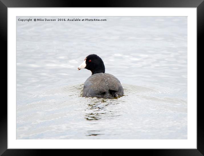 Coot Framed Mounted Print by Mike Dawson