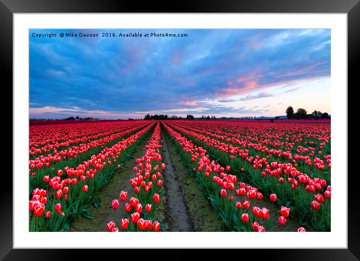 Red Sky over Tulips Framed Mounted Print by Mike Dawson